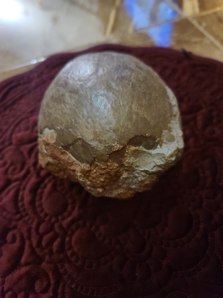 Authentic Hadrosaur Dinosaur Egg