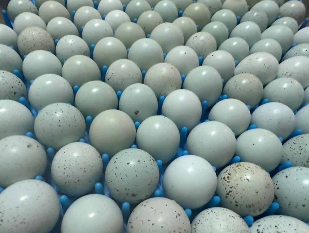 48 Celadon Blue Coturnix Quail Hatching Eggs - 100% BLUE