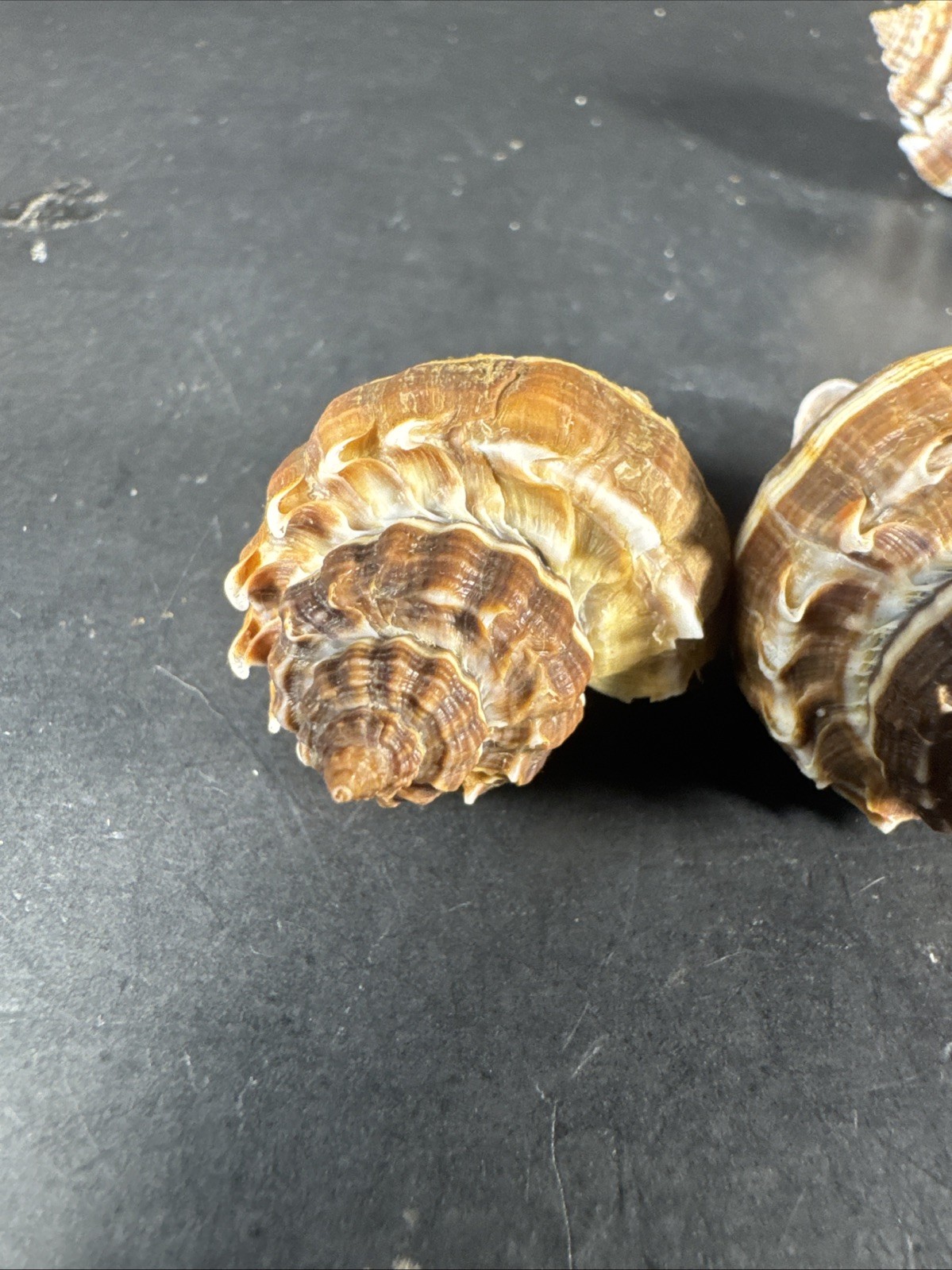 Melongena corona. Collected in Florida Lot Of 5 W/O 36mm To 52mm