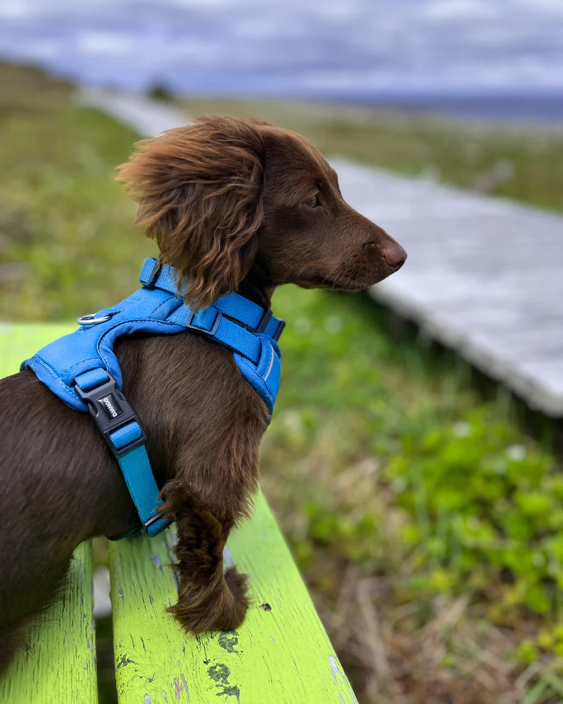 NWT Django Tahoe No Pull Dog Harness