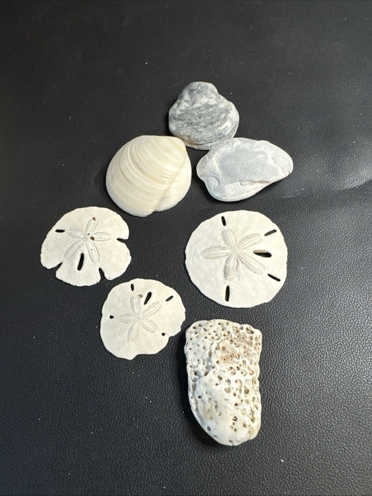 Seashell Lot Mixed Sand Dollar Assorted Shells Beach Decor
