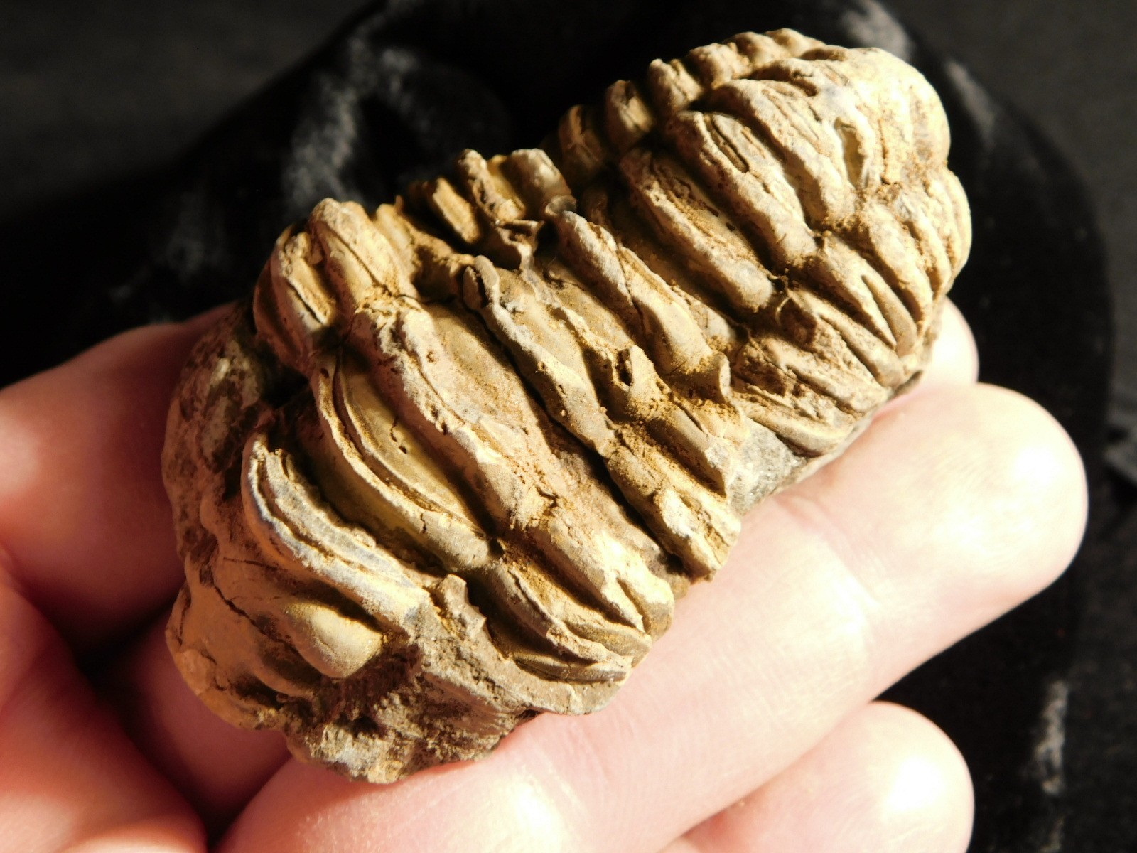 Big! 460 MILLION Year Old! Flexicalymene TRILOBITE Fossil Morocco 74.5gr