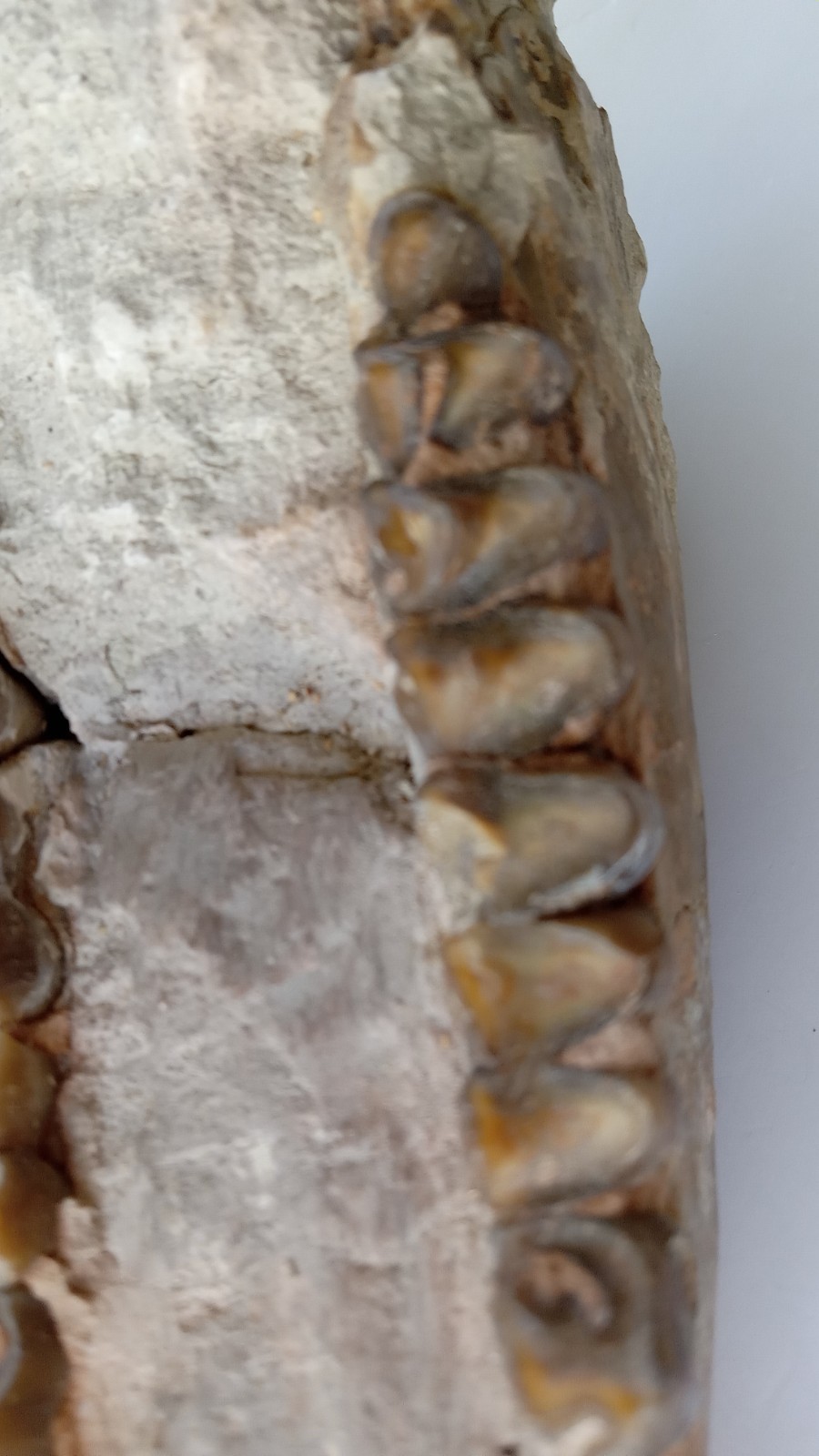 Camel Jaw Teeth Fossil From Badlands South Dakota