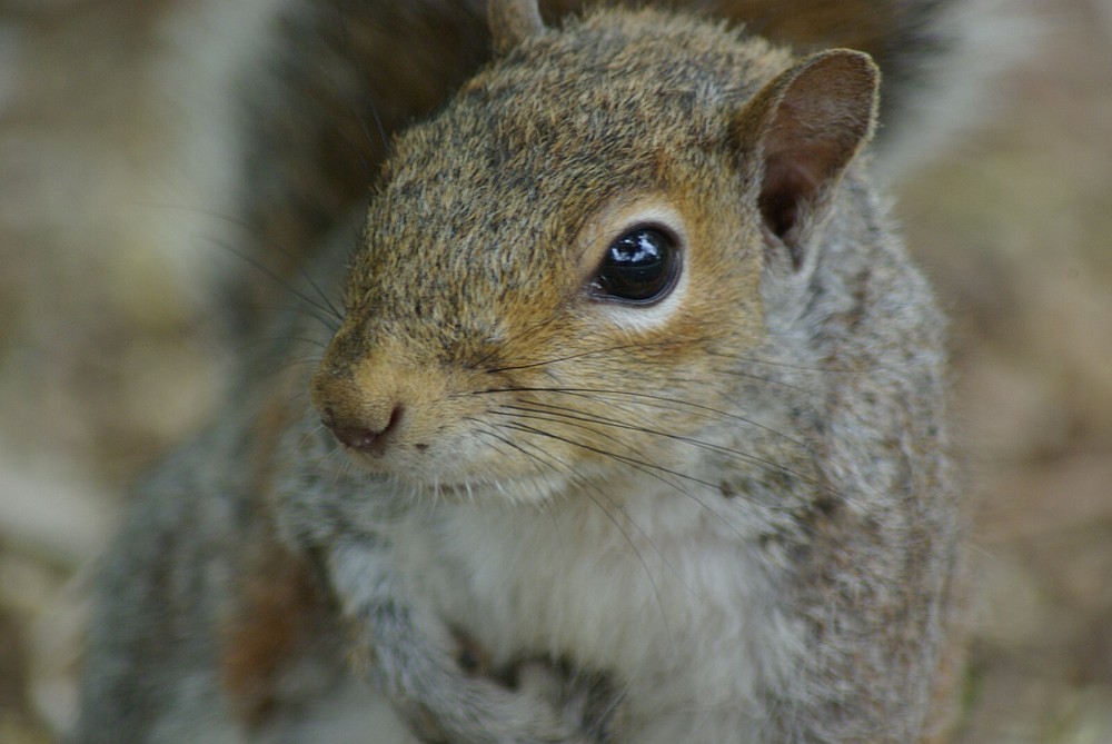 Gray Squirrel Taxidermy Reference Photo Cd