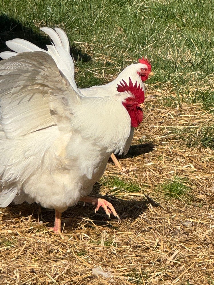 6+ Lamona Eggs Rare Heritage Breed Chicken Hatching Eggs