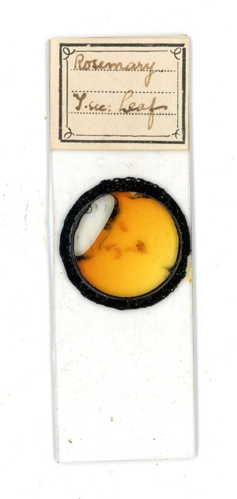 Antique glass Microscope slide Rosemary Leaf sample #16