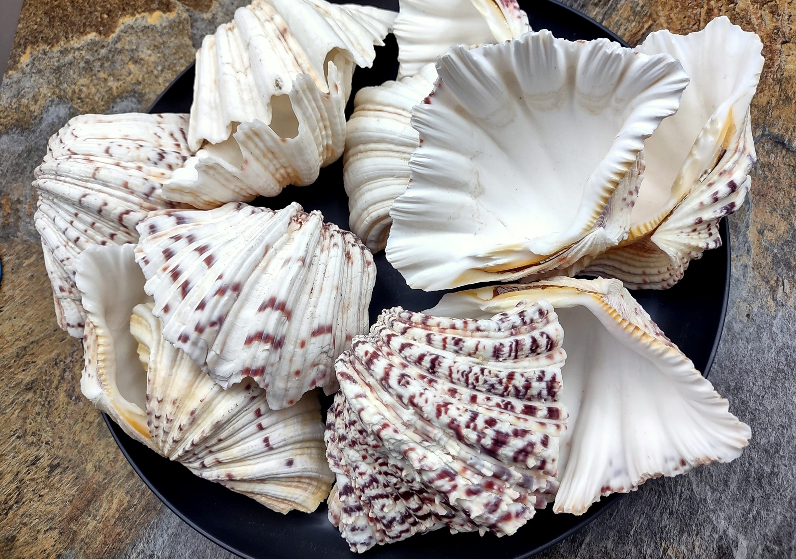 Bear Paw Clam Seashell Pair Hippopus Hippopus (1 shell pair approx. 4+ inches)