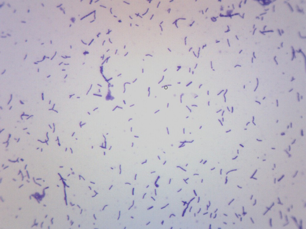 Coccus Smear, Gram-Positive, Prepared Microscope Slide - 75x25mm - Eisco Labs