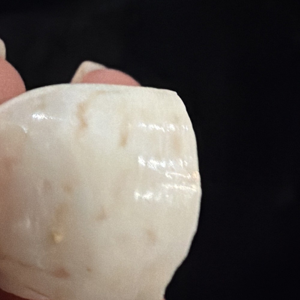 Natica Canrena Shell 25mm Florida (A695)