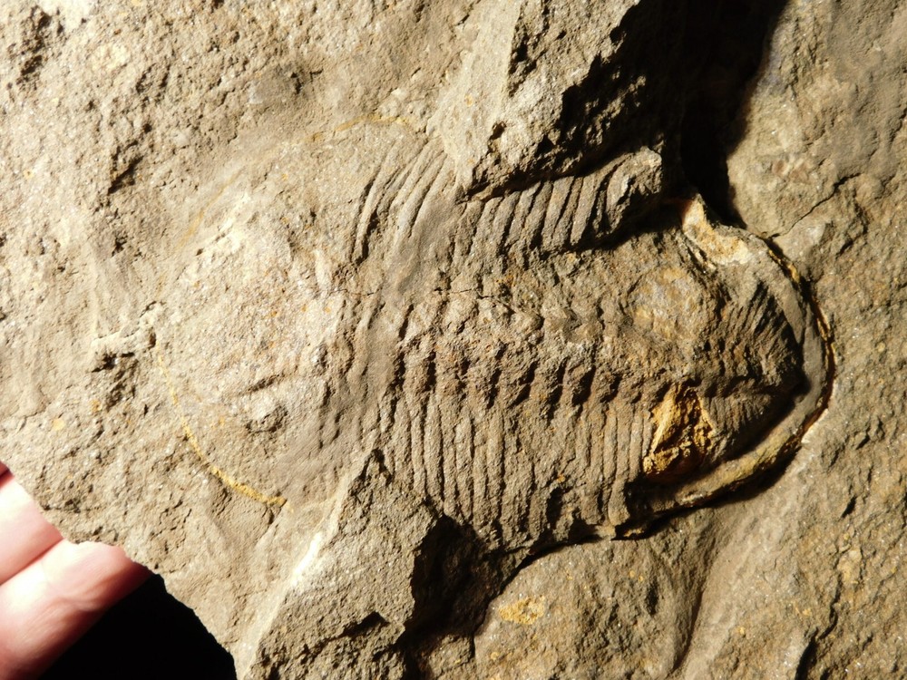 TWO BIG! Eudolatites Sp. Trilobite Fossils in HUGE SPLIT Matrix with STARFISH