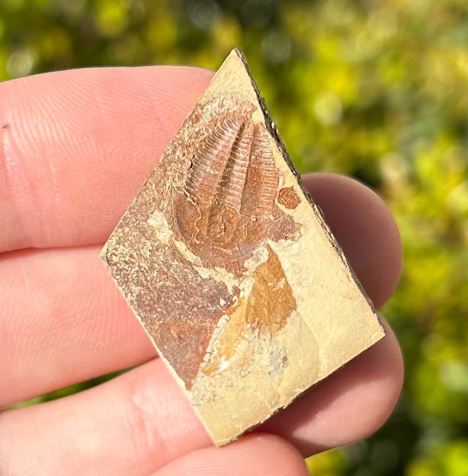 Georgia Fossil Trilobite Aphelaspis brachyphasis Conasauga Formation Cambrian