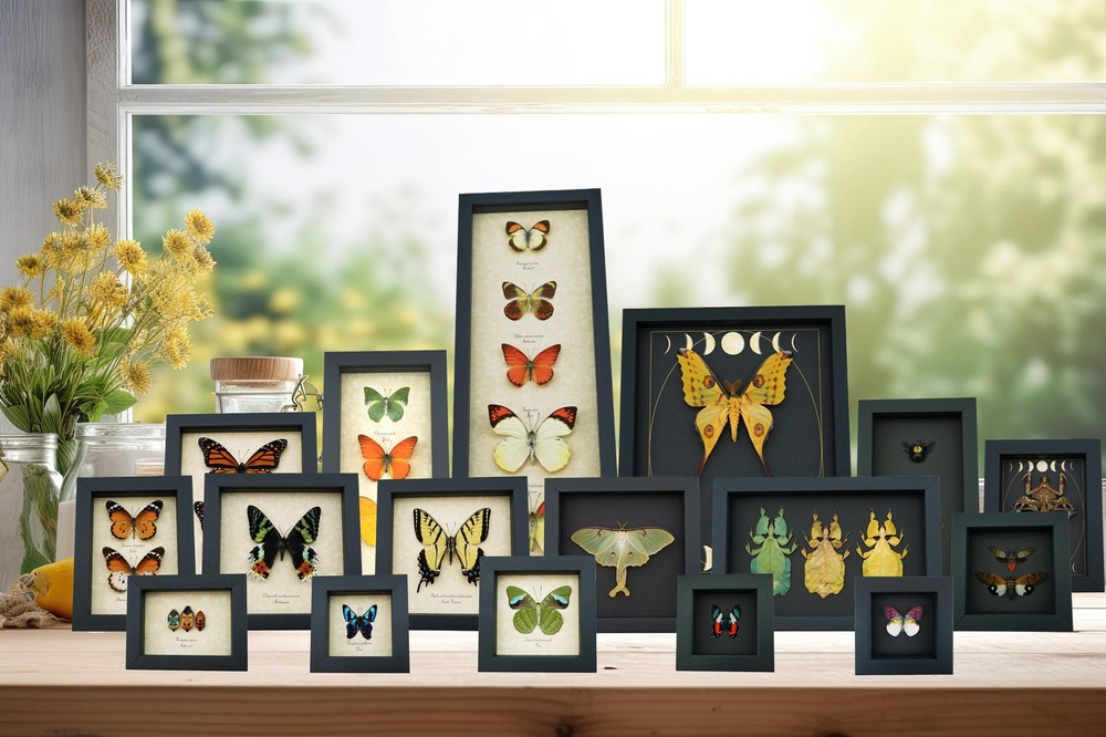Real Mint Morpho Butterfly Morpho catenarius Framed Shadowbox