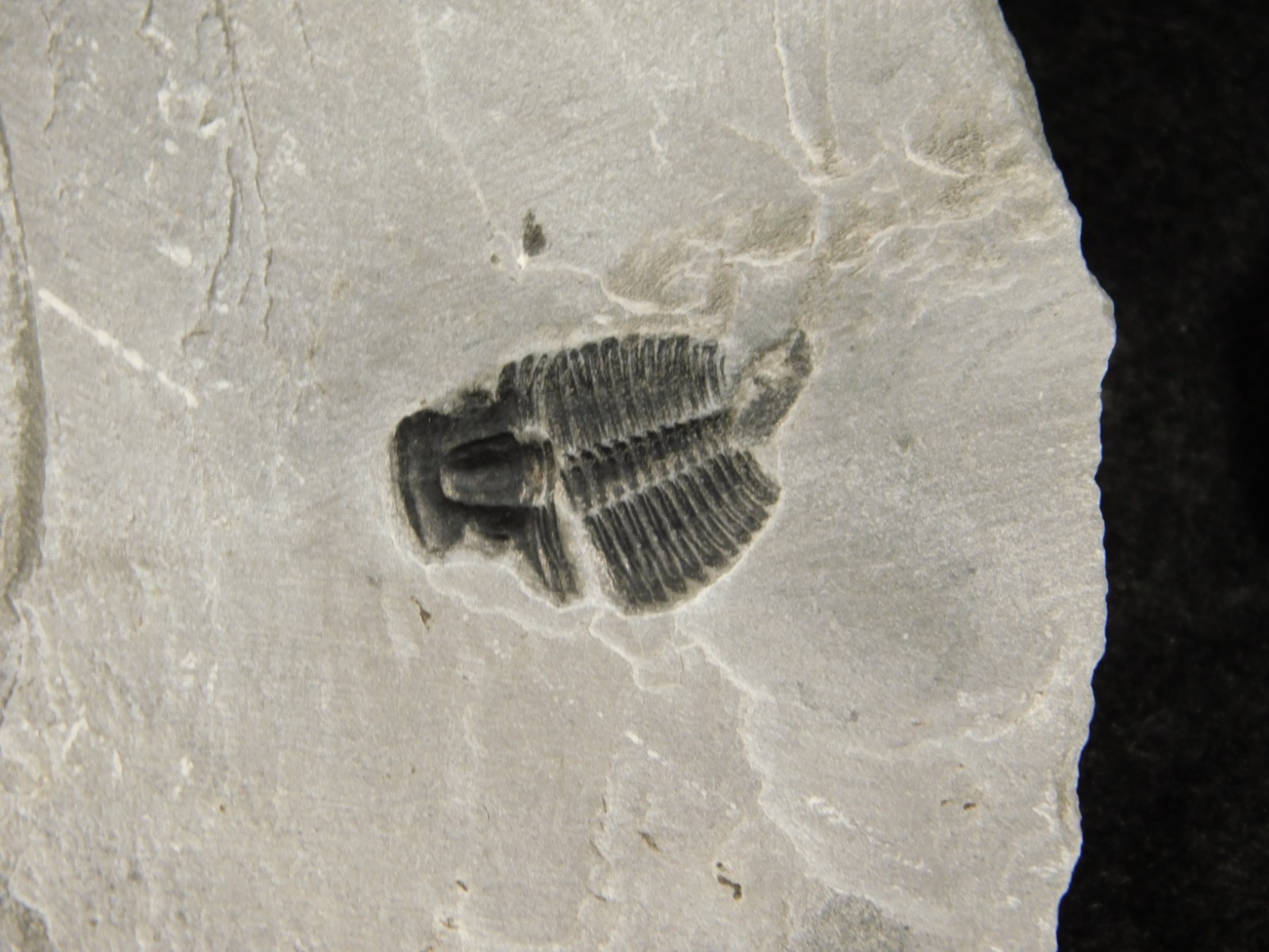 BIG Lot of TEN! 100% Natural Elrathia TRILOBITE Fossils in Matrix Utah 379gr