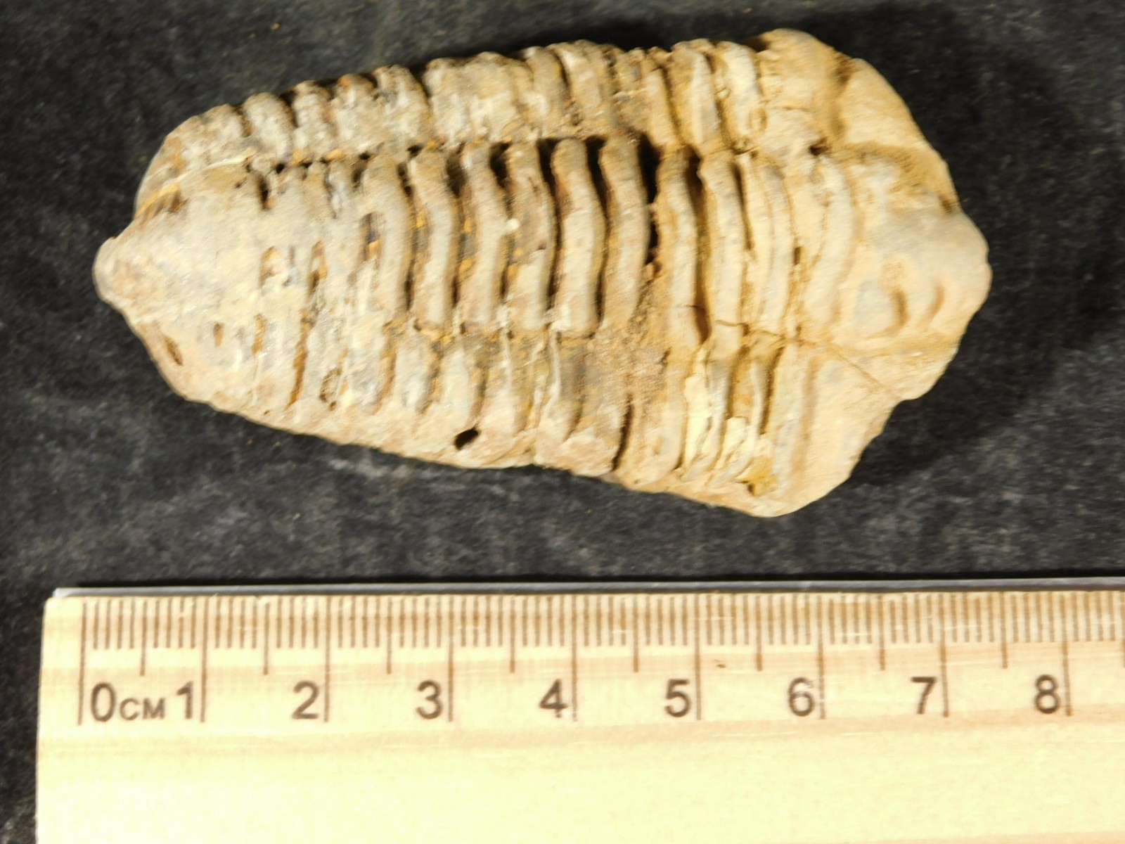 Big! 460 MILLION Year Old! Flexicalymene TRILOBITE Fossil Morocco 7.34