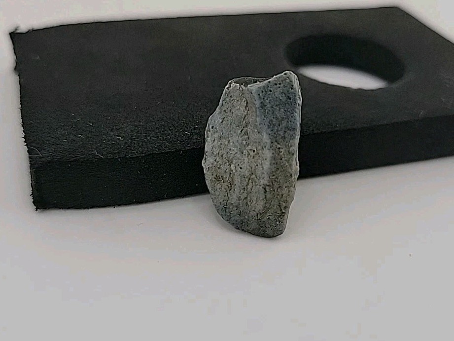 Fossil Dinosaur Tooth Permineralized Unknown Species