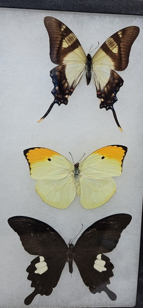 Real framed Butterfly collection #10
