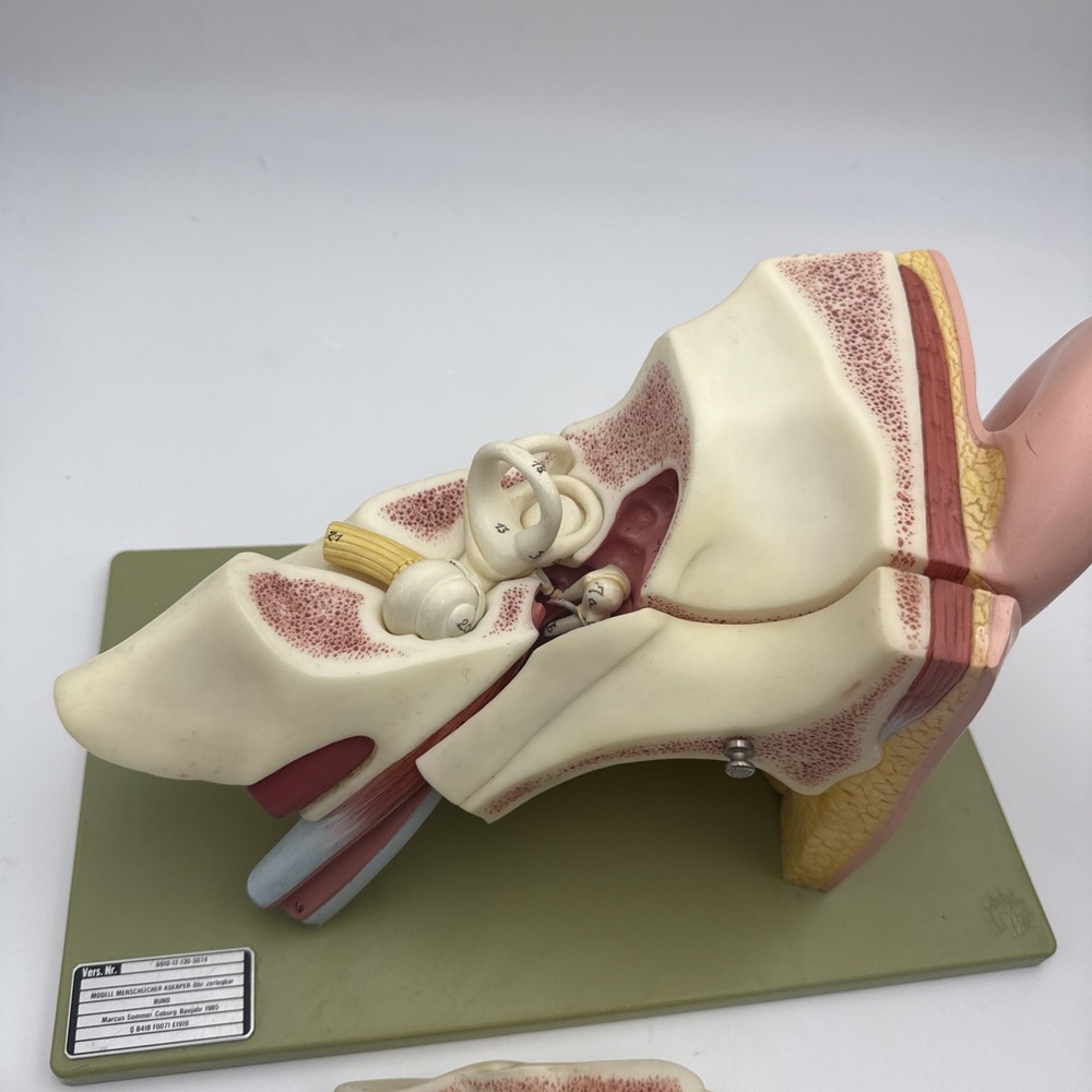 Somso DS5 Ear Anatomical Model - Hearing Inner Ear