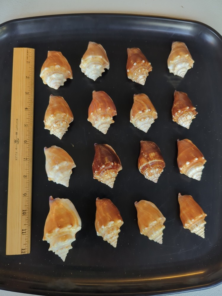16 Florida Fighting Conch shells