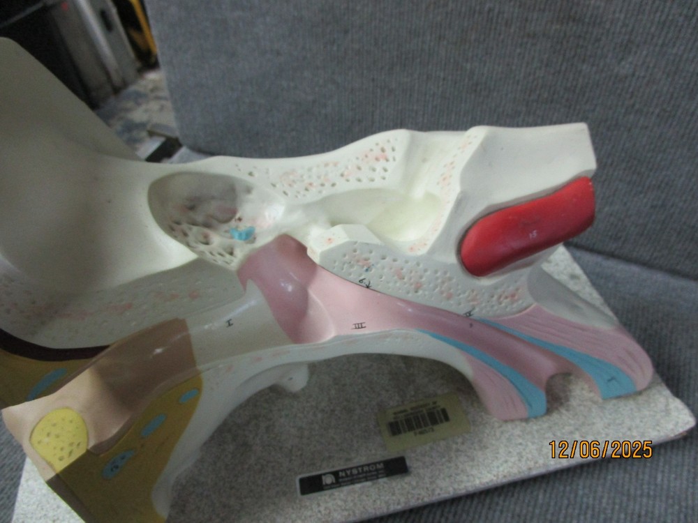 Vintage Nystrom Large Ear Teaching Model