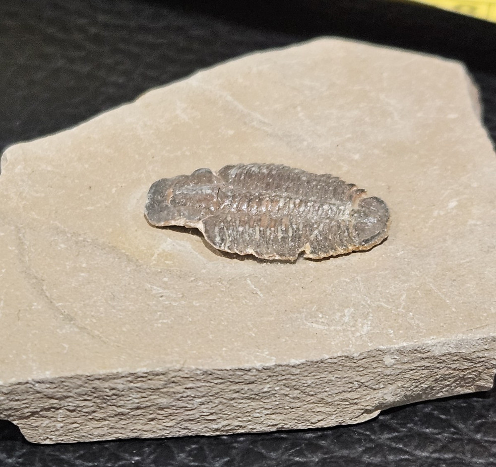 TRILOBITE FOSSIL. VERY NICE
