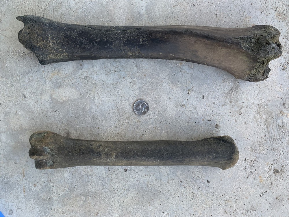 Fossilized Bison Bones