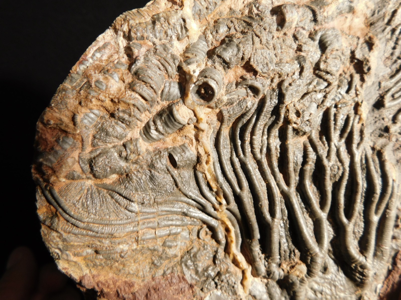 wOw! BIG! 430 Million Year Old! CRINOID Fossil or Sea LILY Fossil Morocco 1144gr