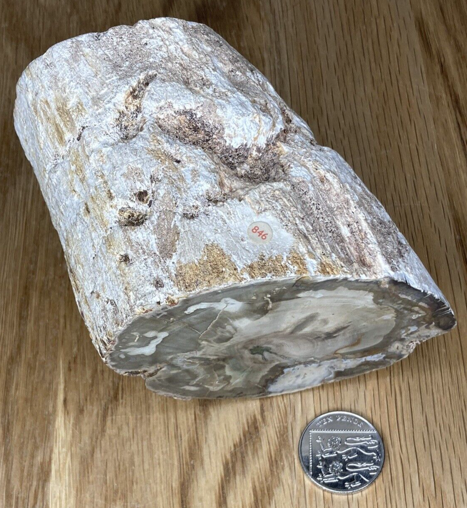 Fossil Specimen, Silicified Tree Branch Section, USA, 90mm