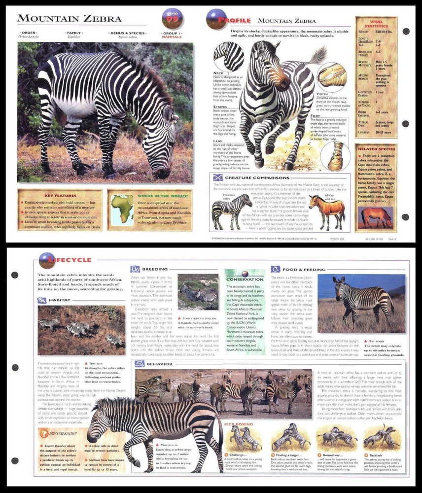 Fold-Out Sheet - Mountain Zebra - 99