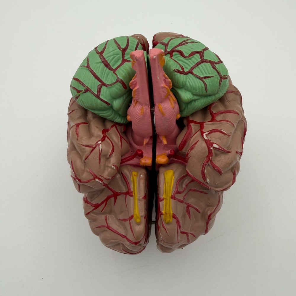 Anatomically Accurate Human Brain Model Anatomy Science Teaching