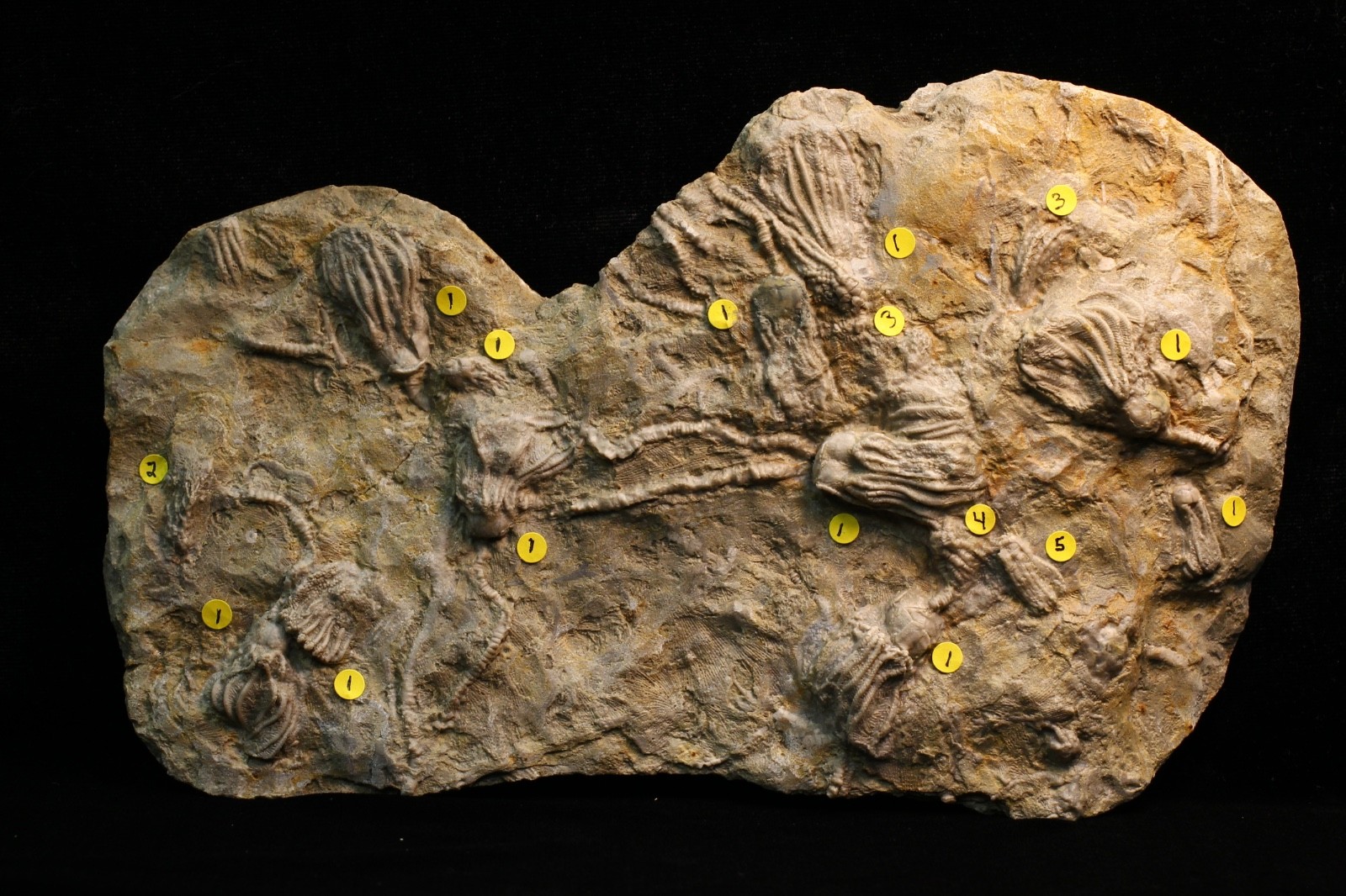 Five Different Crinoid Fossils, Madison  Co., Alabama