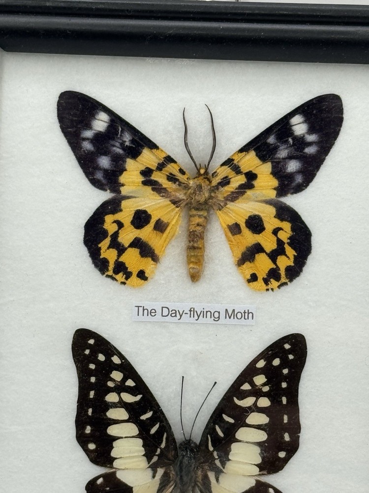 REAL LIFE: Framed Butterflies