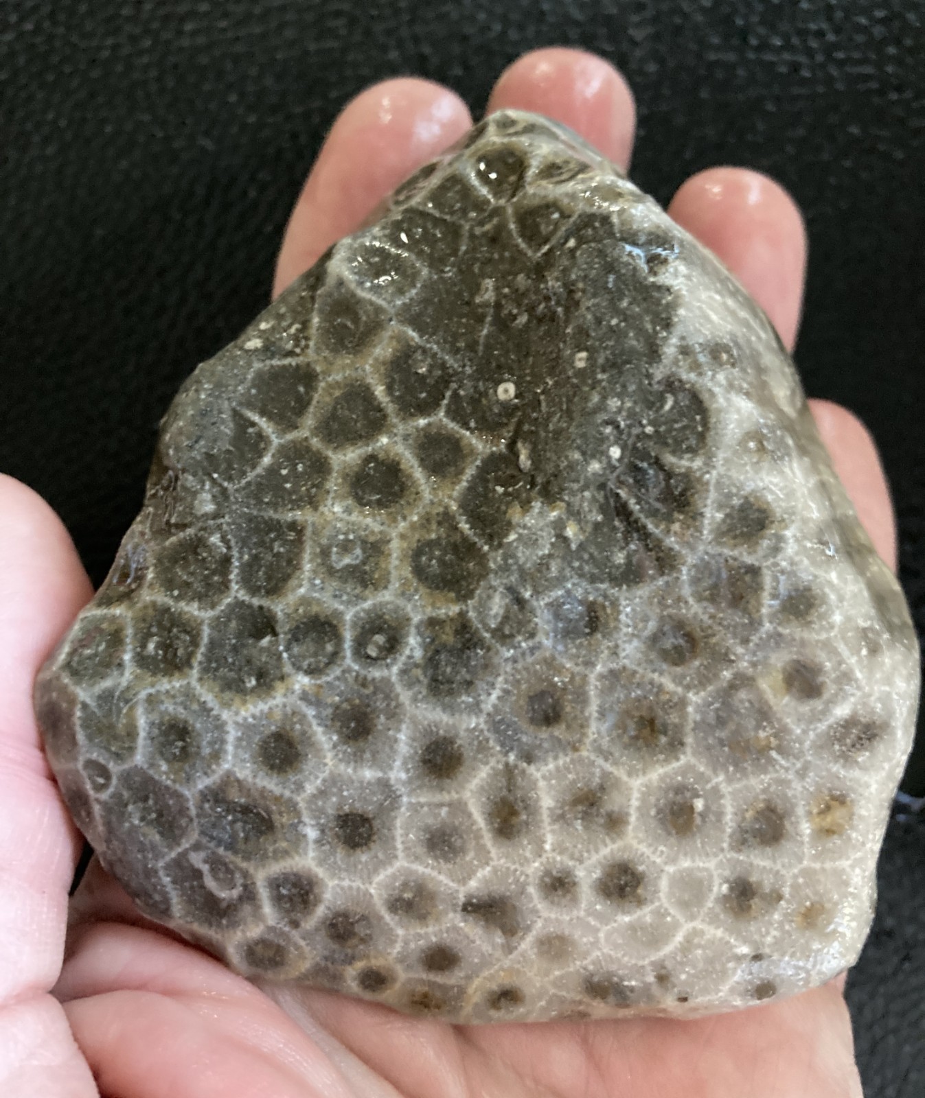 Michigan Petoskey Stone Hexagonaria Fossil Detailed 3.6" Display Specimen 11oz