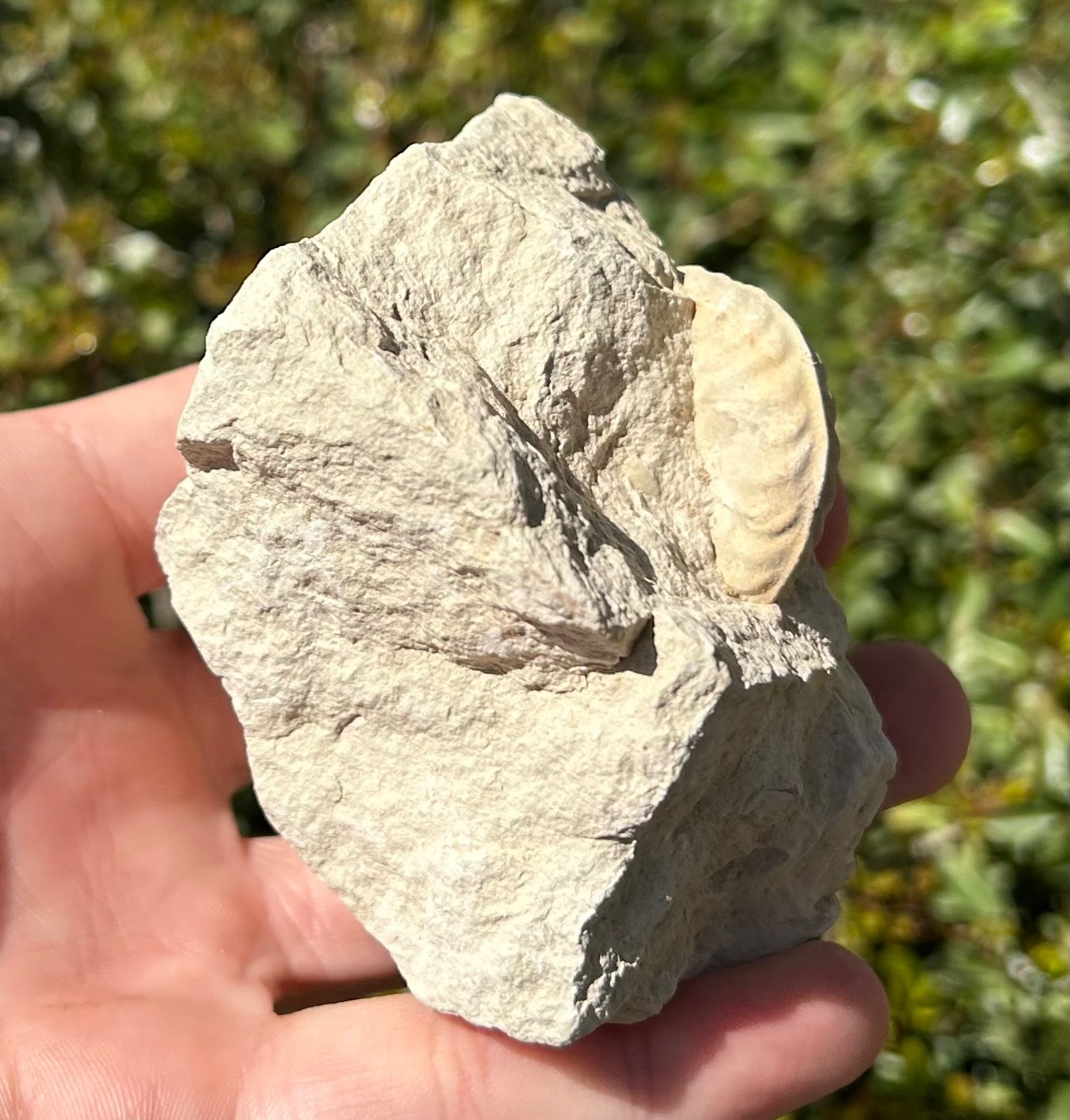 Unprepped Ammonite Fossil in Matrix Mortoniceras Texas Cretaceous Duck Creek Fm