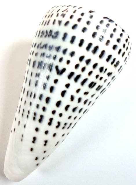 LARGE Conus leopardus 99.5mm Leopard Cone Shell Large Bold spotted pattern