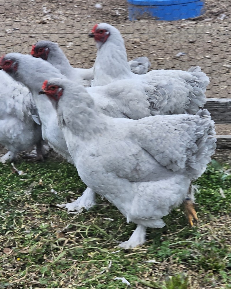 8+ Lavender Brahma Hatching Eggs