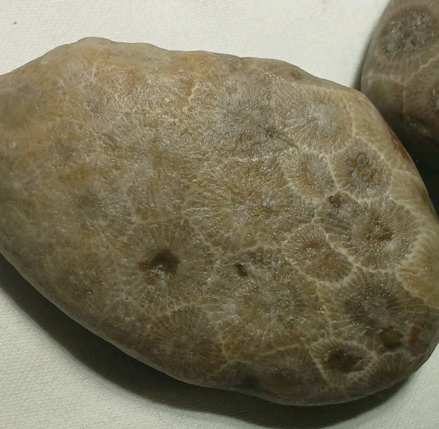 Natural Michigan Petoskey Stones • 4pc Unploshed • Great Lakes Fossil Coral