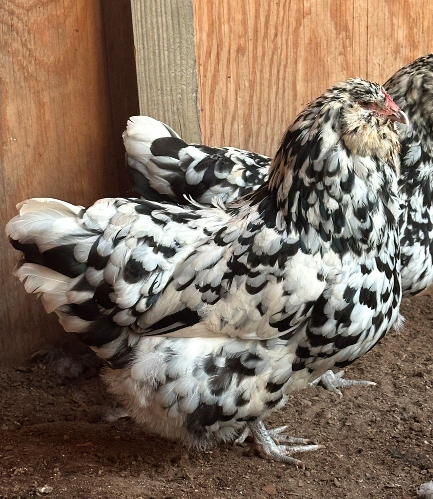 Ermine Ameraucana Hatching Eggs 12+