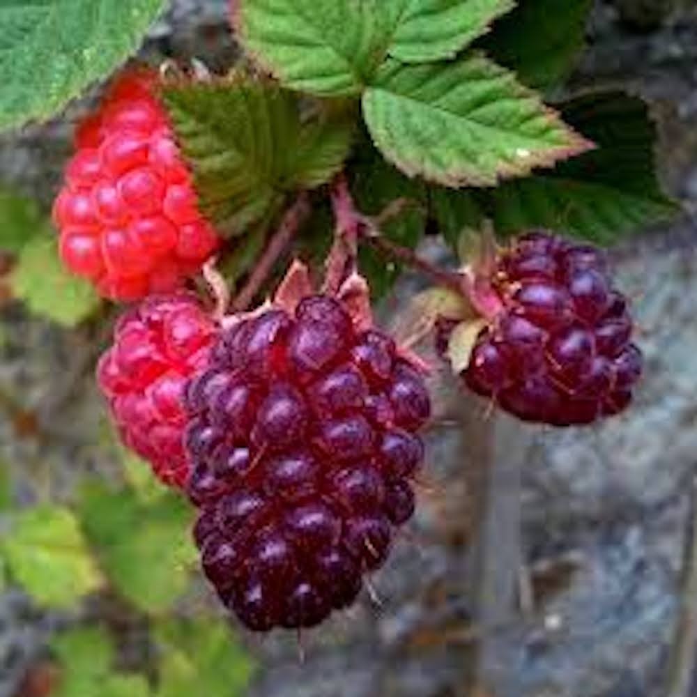 1 Glencoe Raspberry Plant Thornless Purple Raspberry Starter Plug
