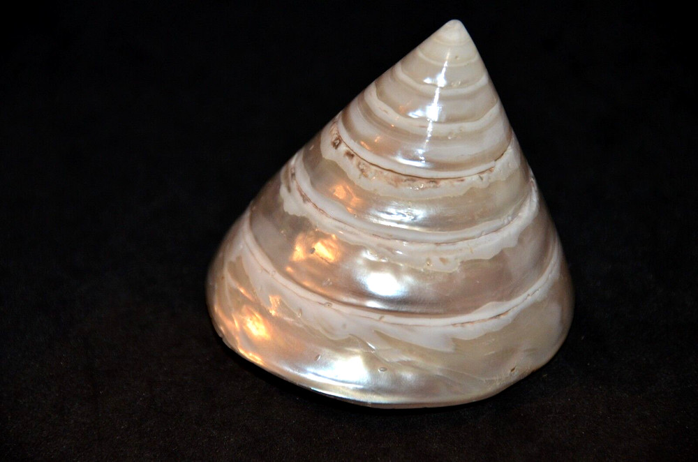Polished Pearled Tectus (Trochus) Niloticus - 2 1/2"