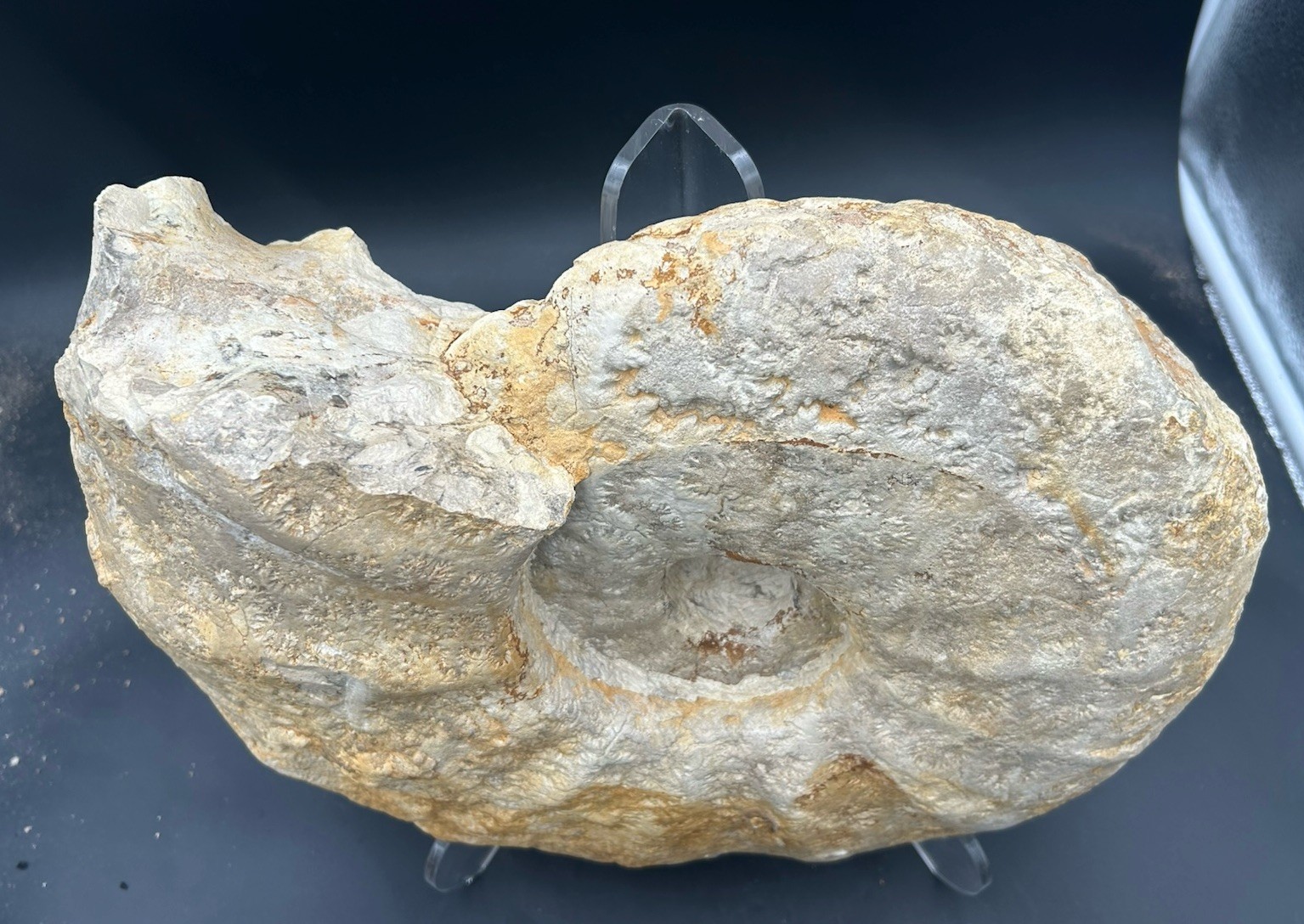 NICE 15.25” Texas Cretaceous Fossil Ammonite, Eopachydiscus Marcianus! Sutures