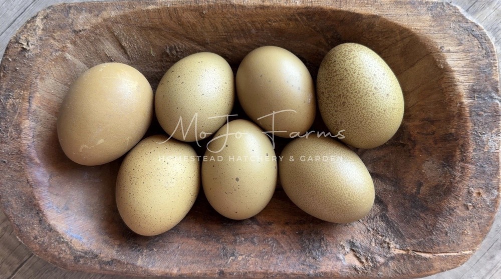 12+ BC1 BC2 Olive Egger Hatching Eggs NPIP Certified