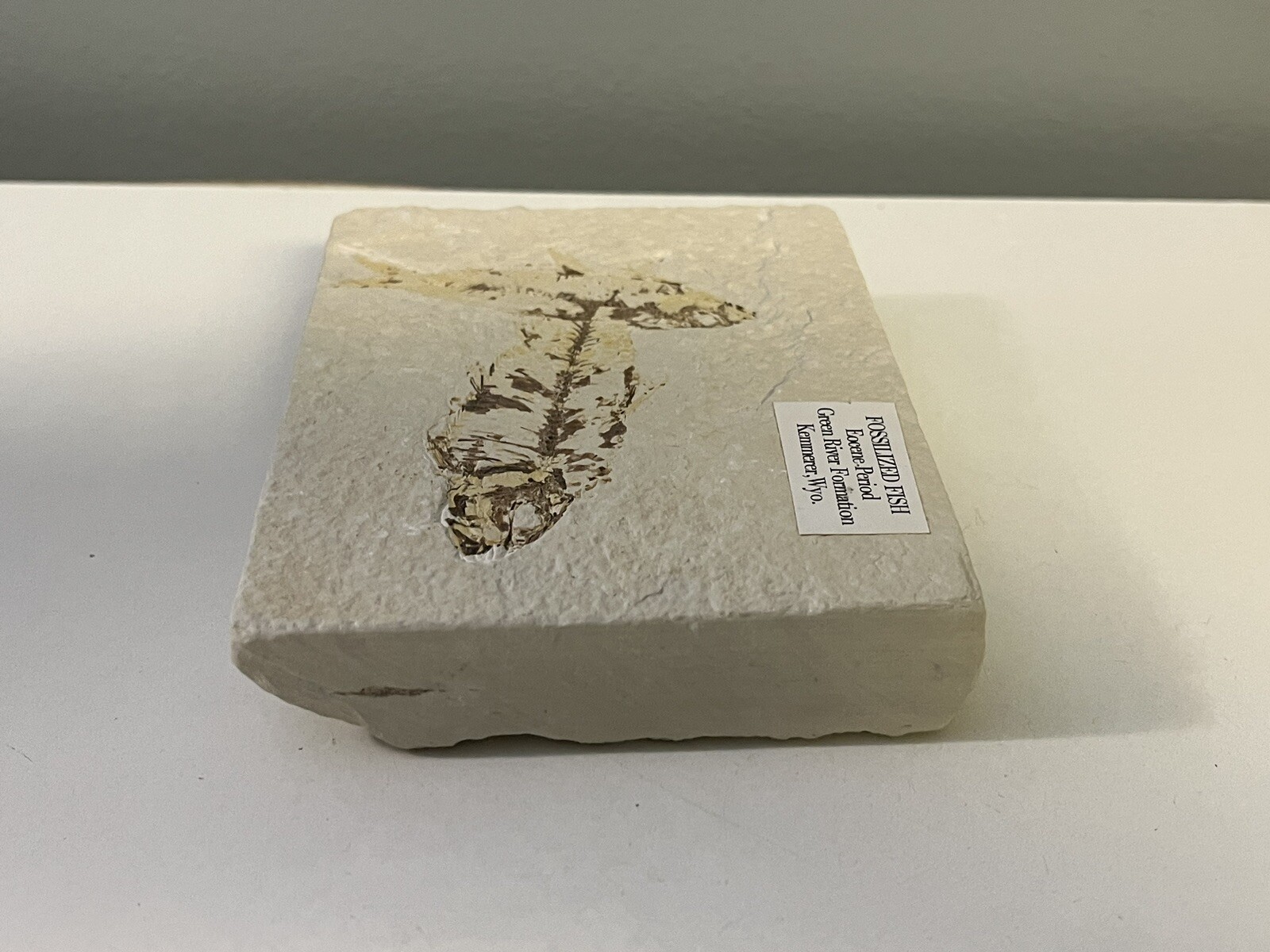 Fossil Fish Eocene Period - Green River Formation Kemmerer Wyoming Double Fossil