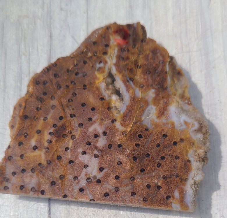 Petrified PalmSlab