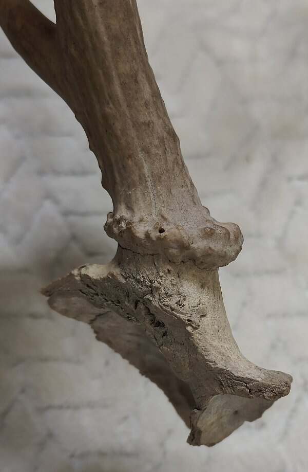 Real Deer Shed Antler Single Left Eastern Whitetail 10"