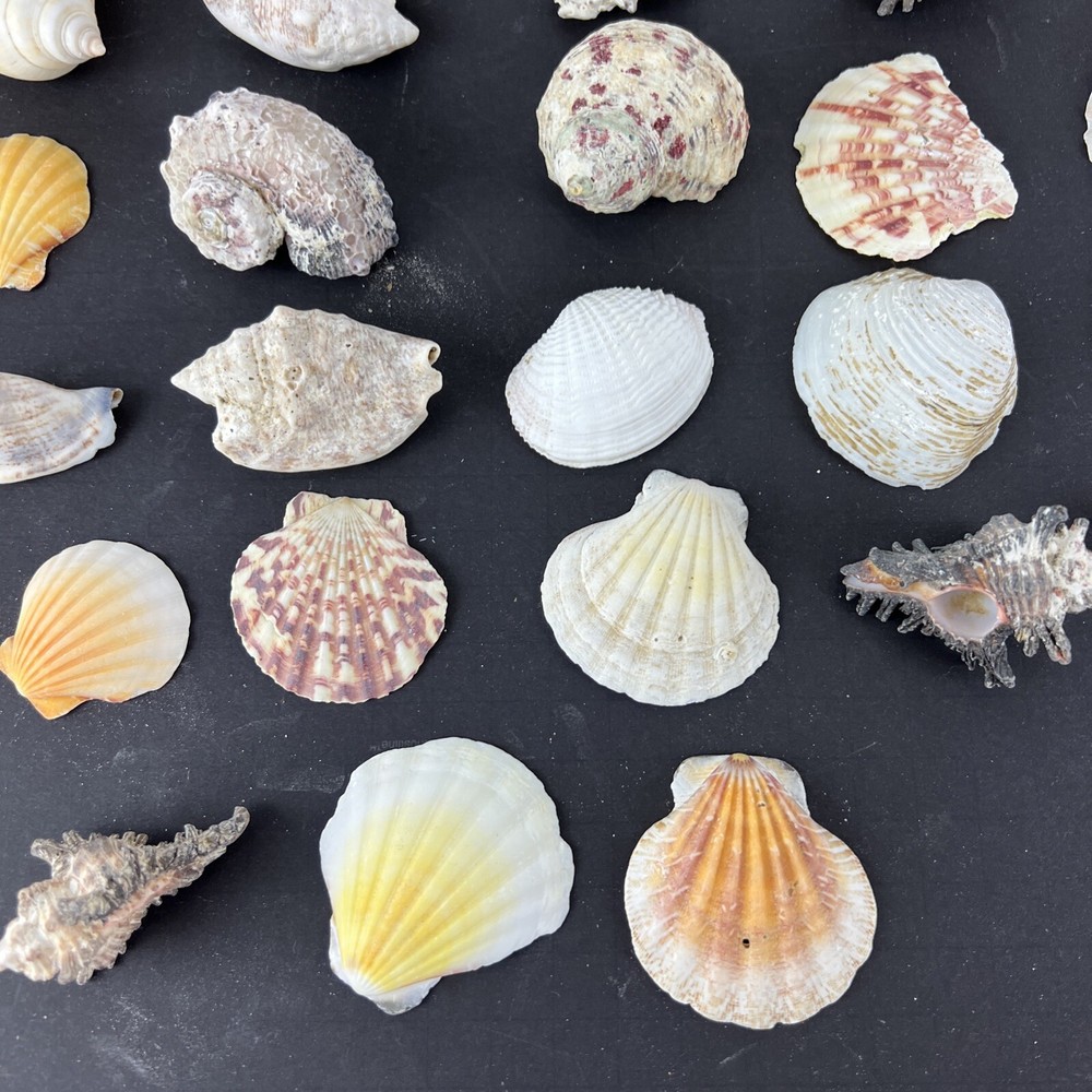 Natural Seashell Lot Various Shapes Sizes & Textures 40+