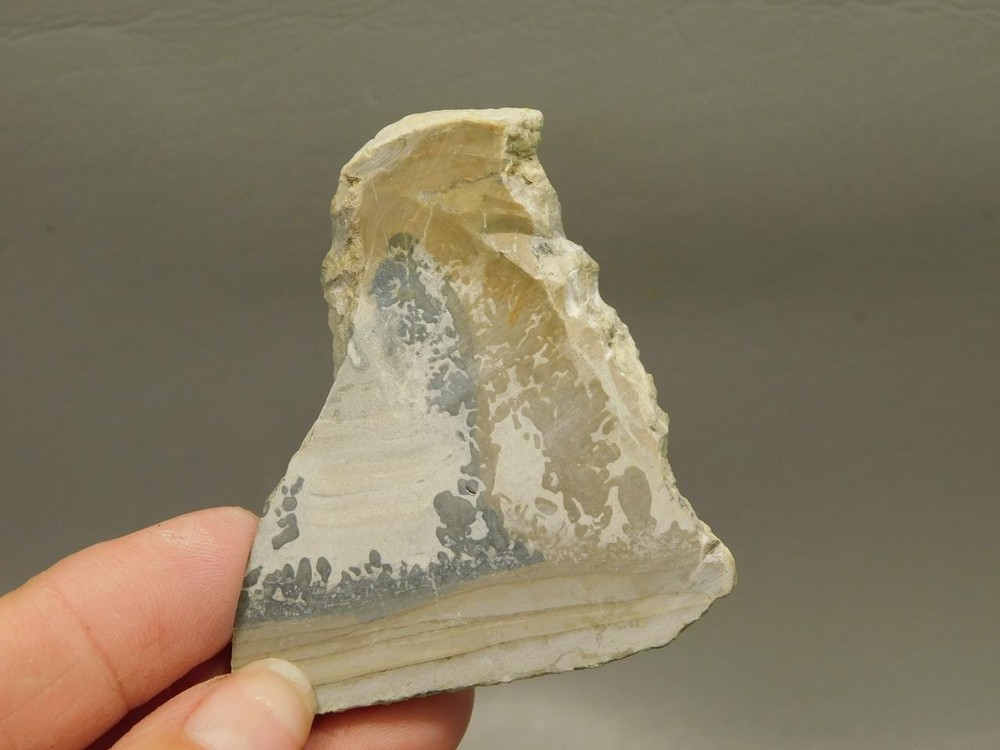 Cotham Marble Fossil Small Polished Stone Slab Stromatolite #O7