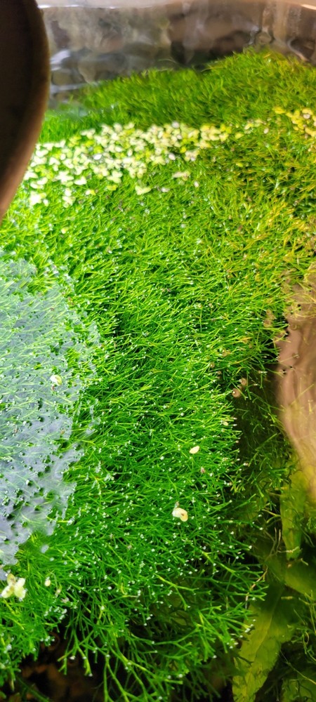 AQUARIUM PLANTS Riccia Fluitans Moss MIXED DUCKWEED, Java Moss & JAVA FERN