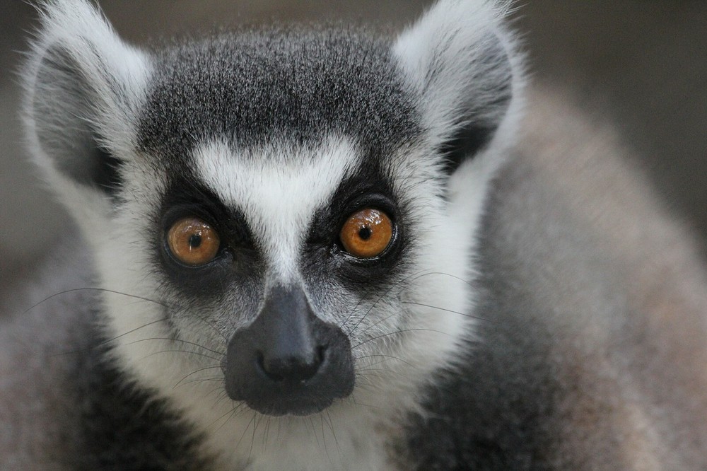 Ring Tailed Lemur Taxidermy Reference Photo Cd