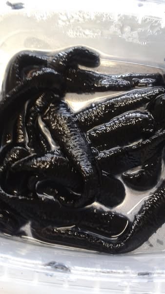 Bestbait Bio Leeches 3 Pack Looks and Fishes like real leeches