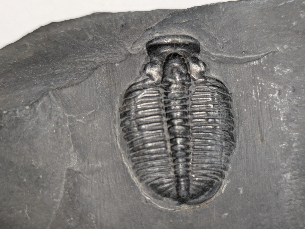 Fossilized Trilobite
